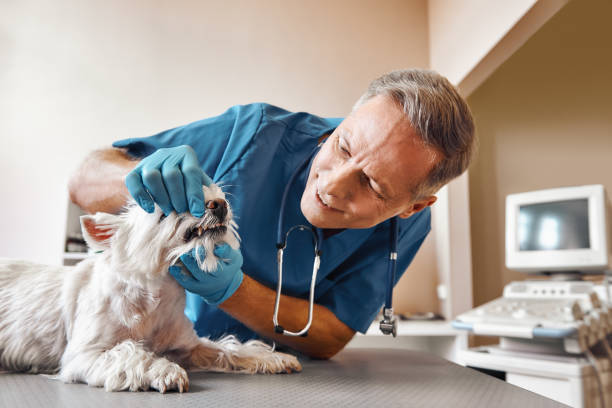 Best Broken or Cracked Tooth Emergency Dentist in Thorndale, TX